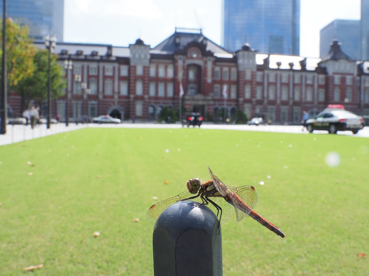 東京のトンボに会いに行こう